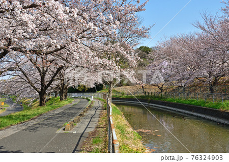 見沼田圃散歩:加田屋新田 緑のヘルシーロード 見沼田圃散歩:加田屋新田 緑のヘルシーロード 76324903
