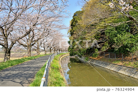 見沼田圃散歩:加田屋新田 緑のヘルシーロード 見沼田圃散歩:加田屋新田 緑のヘルシーロード 76324904