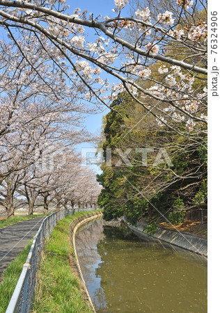 見沼田圃散歩：加田屋新田　緑のヘルシーロード 76324906