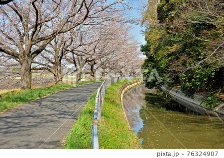 見沼田圃散歩:加田屋新田 緑のヘルシーロード 見沼田圃散歩:加田屋新田 緑のヘルシーロード 76324907