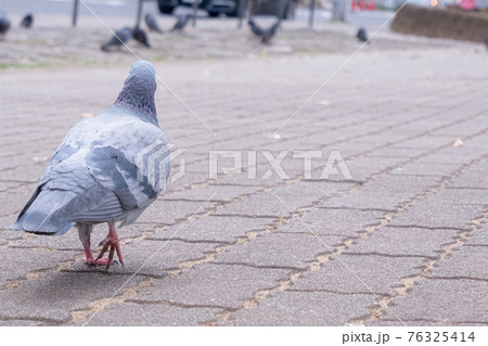 鳩の後ろ姿 76325414