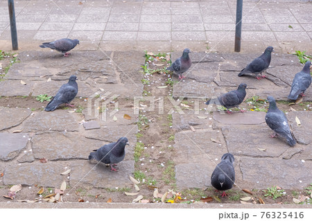 カワラバトの群れ 76325416