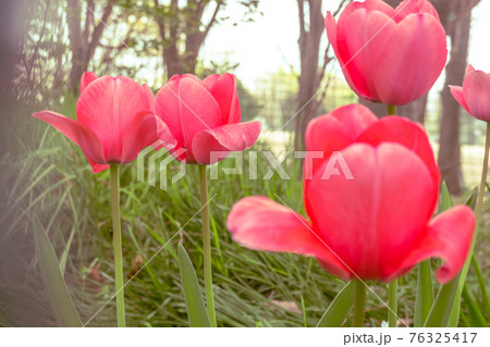フェンス越しのチューリップ 76325417
