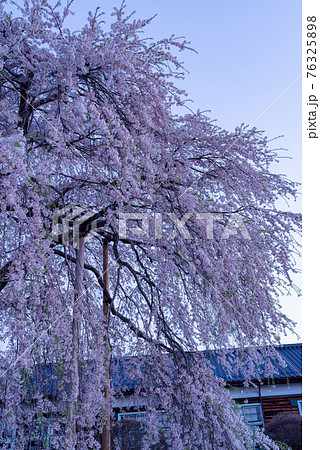 夜明け前の桜 夜明け前の桜 76325898