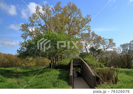 加曽利貝塚縄文遺跡公園・貝層断面観覧施設（千葉市） 76326076