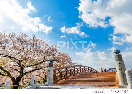 五条川にかかる裁断橋、満開の桜〈愛知県丹羽郡〉 76326144