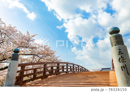 五条川にかかる裁断橋、満開の桜〈愛知県丹羽郡〉 五条川にかかる裁断橋、満開の桜〈愛知県丹羽郡〉 76326150