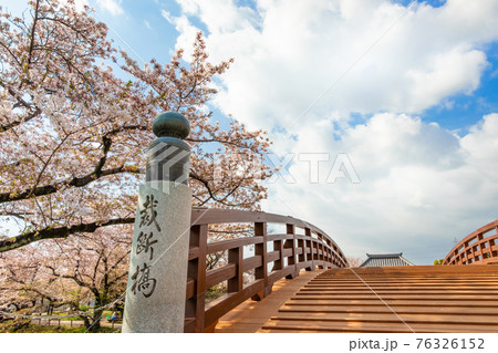 五条川にかかる裁断橋、満開の桜〈愛知県丹羽郡〉 76326152