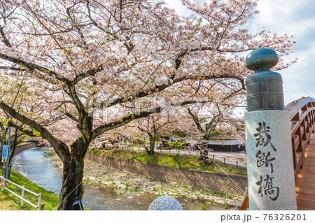 五条川にかかる裁断橋、満開の桜〈愛知県丹羽郡〉 76326201