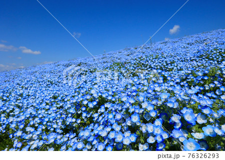 国営ひたち海浜公園のネモフィラ 茨城県ひたちなか市の写真素材