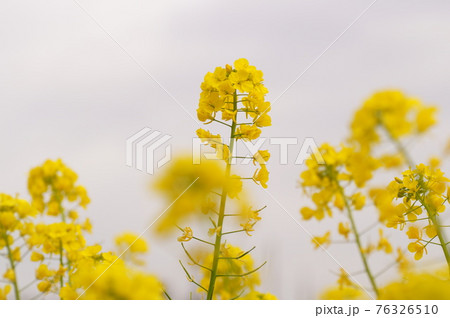 菜の花 菜の花 76326510