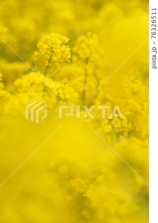 菜の花 菜の花 76326511