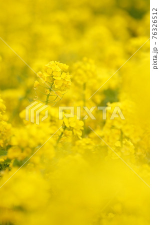 菜の花 菜の花 76326512
