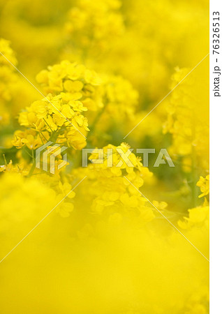 菜の花 菜の花 76326513