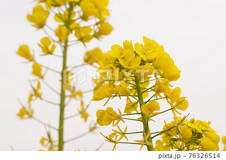 菜の花 76326514