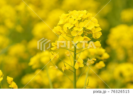 菜の花 76326515