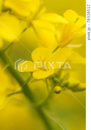 菜の花のクローズアップ 76326517