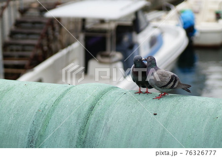 キスするハト 76326777