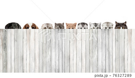cat and dog hiding behind the fence of white wooden plank 76327289