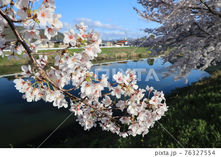 【兵庫県】 西脇市 ふるさとの春 杉原川沿いに咲き乱れる満開の桜 【兵庫県】 西脇市 ふるさとの春 杉原川沿いに咲き乱れる満開の桜 76327554