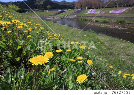 【兵庫県】　西脇市　ふるさとの春の野間川に咲くタンポポ 76327555