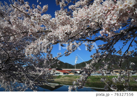 【兵庫県】　西脇市　ふるさとの春　杉原川沿いに咲き乱れる満開の桜 76327556