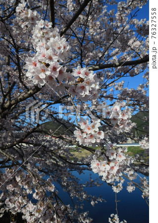 【兵庫県】　西脇市　ふるさとの春　杉原川沿いに咲き乱れる満開の桜 76327558