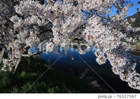 【兵庫県】 西脇市 ふるさとの春 杉原川沿いに咲き乱れる満開の桜 【兵庫県】 西脇市 ふるさとの春 杉原川沿いに咲き乱れる満開の桜 76327567