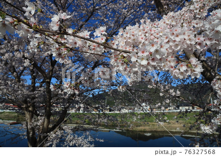 【兵庫県】 西脇市 ふるさとの春 杉原川沿いに咲き乱れる満開の桜 【兵庫県】 西脇市 ふるさとの春 杉原川沿いに咲き乱れる満開の桜 76327568