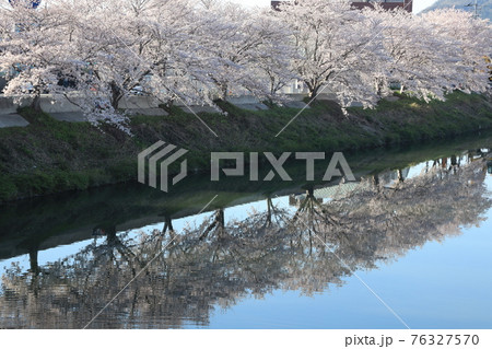【兵庫県】 西脇市 ふるさとの春 杉原川沿いに咲き乱れる満開の桜 【兵庫県】 西脇市 ふるさとの春 杉原川沿いに咲き乱れる満開の桜 76327570