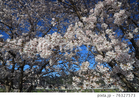 【兵庫県】　西脇市　ふるさとの春　杉原川沿いに咲き乱れる満開の桜 76327573