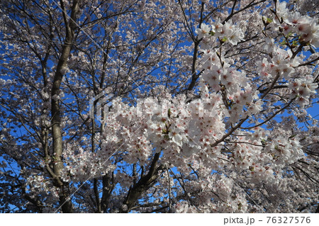【兵庫県】　西脇市　ふるさとの春　杉原川沿いに咲き乱れる満開の桜 76327576