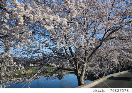 【兵庫県】 西脇市 ふるさとの春 杉原川沿いに咲き乱れる満開の桜 【兵庫県】 西脇市 ふるさとの春 杉原川沿いに咲き乱れる満開の桜 76327578