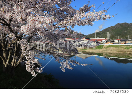 【兵庫県】 西脇市 ふるさとの春 杉原川沿いに咲き乱れる満開の桜 【兵庫県】 西脇市 ふるさとの春 杉原川沿いに咲き乱れる満開の桜 76327580