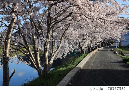 【兵庫県】　西脇市　ふるさとの春　杉原川沿いに咲き乱れる満開の桜 76327582