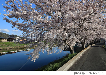 【兵庫県】　西脇市　ふるさとの春　杉原川沿いに咲き乱れる満開の桜 76327583