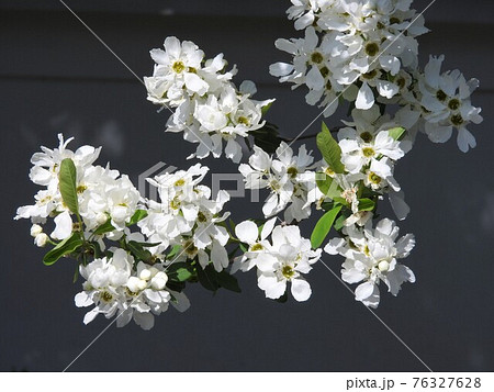 リキュウバイ(利休梅) リキュウバイ(利休梅) 76327628