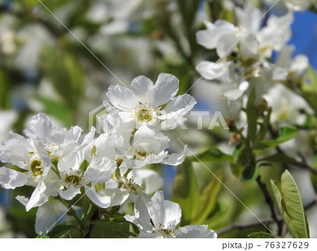 リキュウバイ（利休梅） 76327629