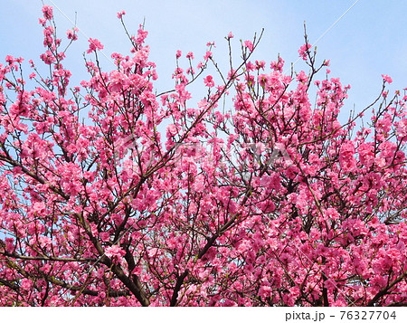 花桃　ハナモモ　花　八重咲きの花 76327704