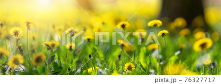 Beautiful yellow dandelions on the spring park. 76327717