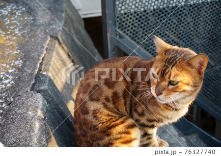 散歩の途中で見つけたヒョウ柄のかっこいいい野良猫の写真の写真素材