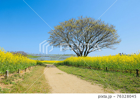 春の国営ひたち海浜公園 茨城県ひたちなか市 春の国営ひたち海浜公園 茨城県ひたちなか市 76328045