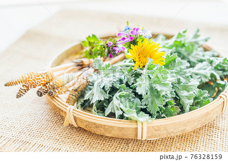 つくしとよもぎ　春の味覚 76328159