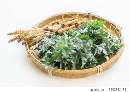 つくしとよもぎ 春の味覚 つくしとよもぎ 春の味覚 76328171