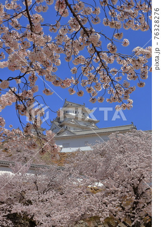 姫路城と桜 76328276