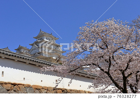 姫路城と桜 姫路城と桜 76328277