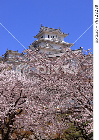 姫路城と桜 姫路城と桜 76328289