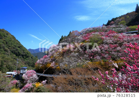 上久喜の花桃　明媚な色彩　（高知県　仁淀川町）	 76328515