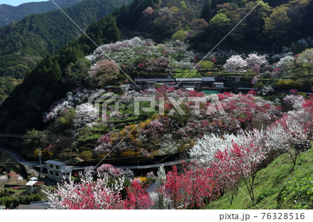 山里を彩る花桃　上久喜　（高知県　仁淀川町）	 76328516