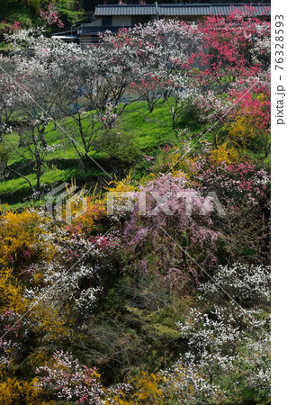 斜面を飾る色とりどりの花々　上久喜　（高知県　仁淀川町）	 76328593